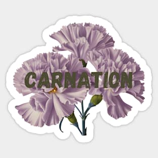 Carnation Flowers Sticker